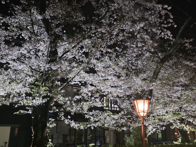夜桜がきれいでした｜プランニングレポート（2228～2231）